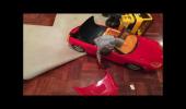 Embedded thumbnail for PRI Internationale Competition 2017 V9